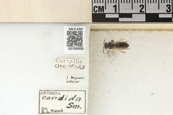 Media type: image;   Entomology 769000 Aspect: Labels